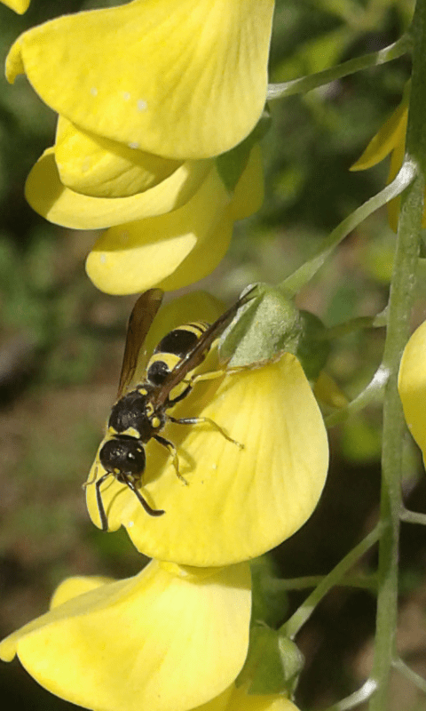 Ancistrocerus sp. o altro genere?